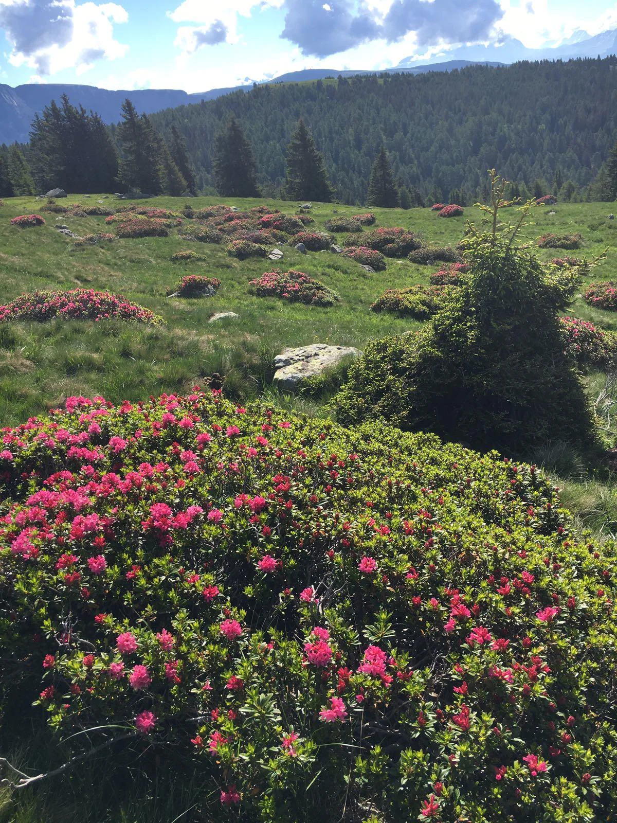 Mölten - Stoanerne Mandln - Schermoos Mölten 1 suedtirol.info