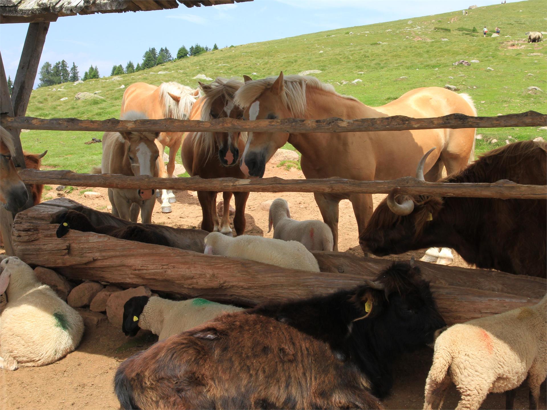 Mölten - Stoanerne Mandln - Schermoos Mölten 8 suedtirol.info