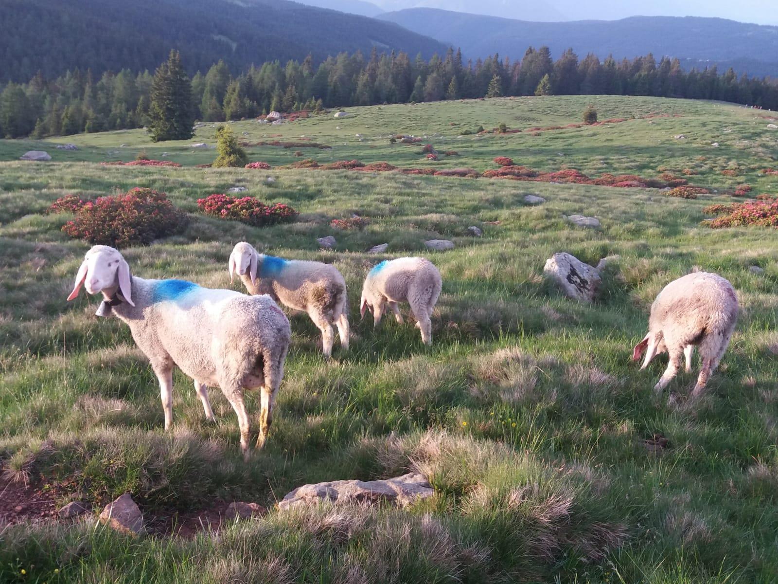 Mölten - Stoanerne Mandln - Schermoos Mölten 6 suedtirol.info