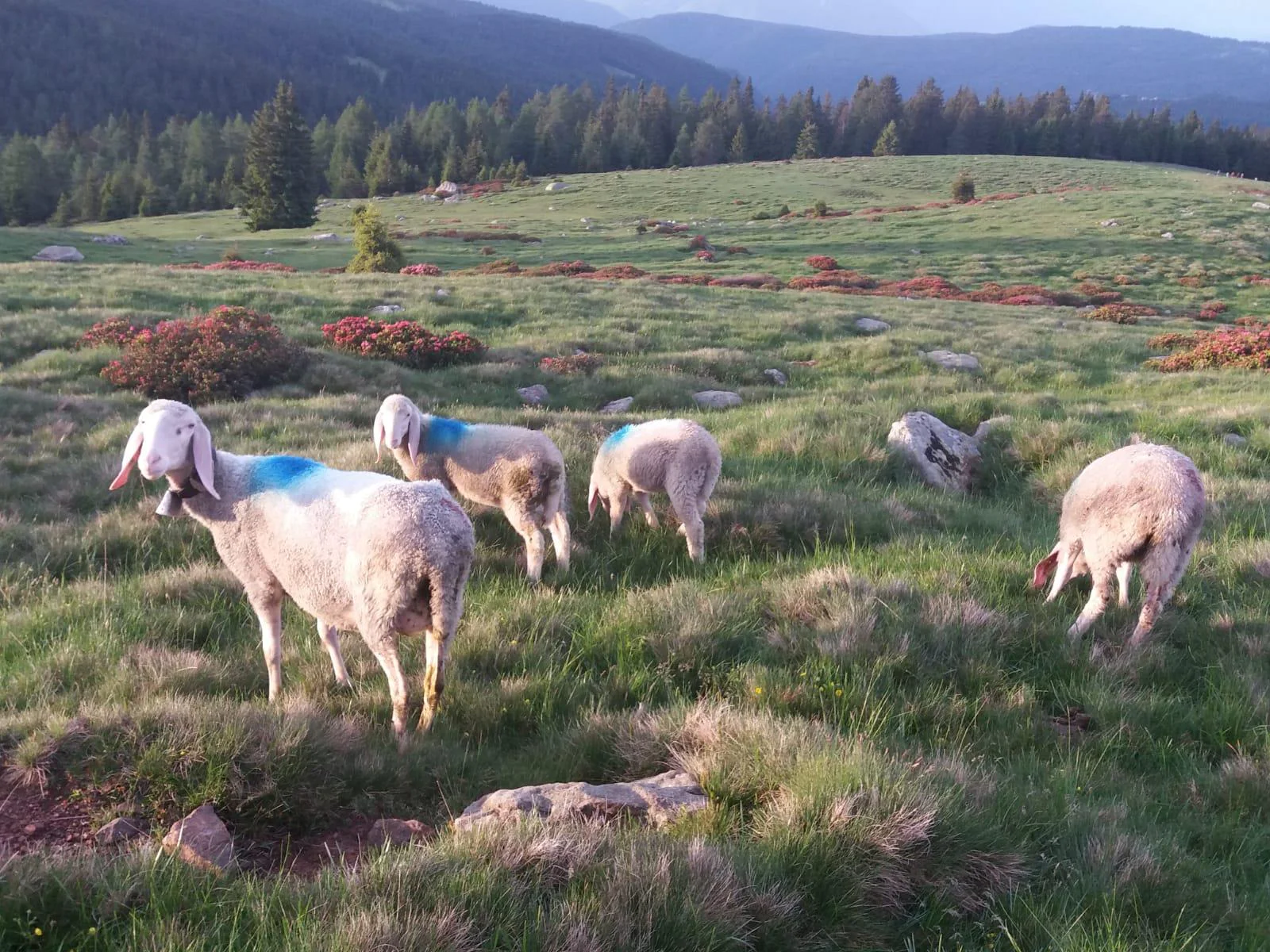Mölten - Stoanerne Mandln - Schermoos Mölten 6 suedtirol.info