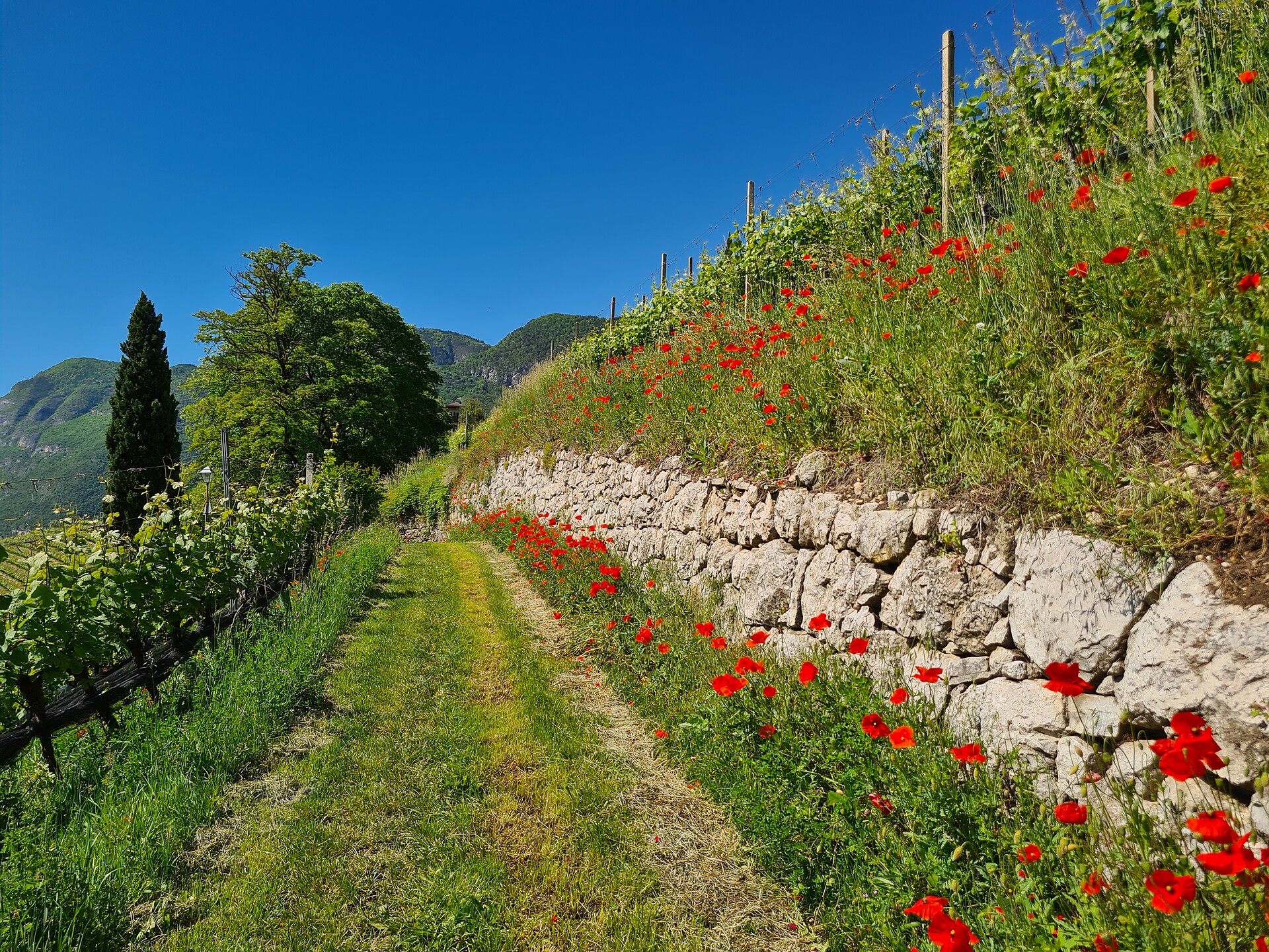 Murundum route nr. 1 - "Lottersteig" - Alto Adige Wine Road - #1 - suedtirol.info