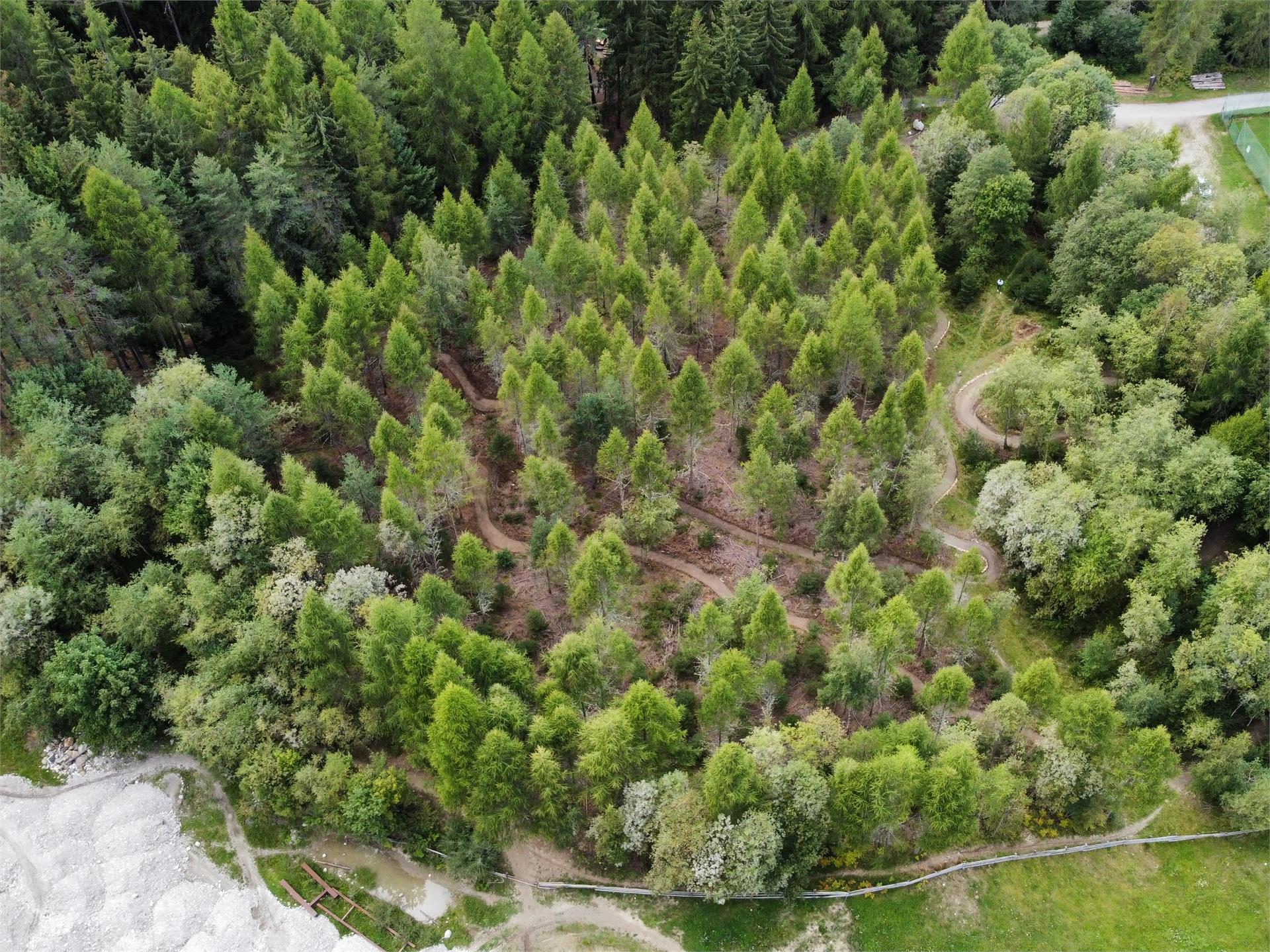 MTB Skill Area Olang/Valdaora 1 suedtirol.info