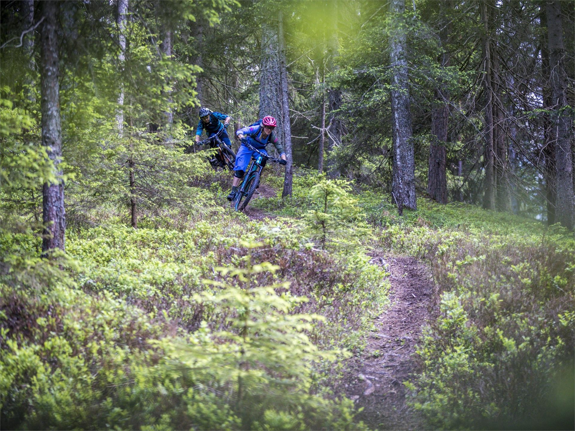 MTB Tour Rifugio Lachwiesen - Monte Versciaco San Candido 1 suedtirol.info