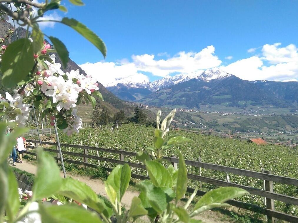 Path in the valley