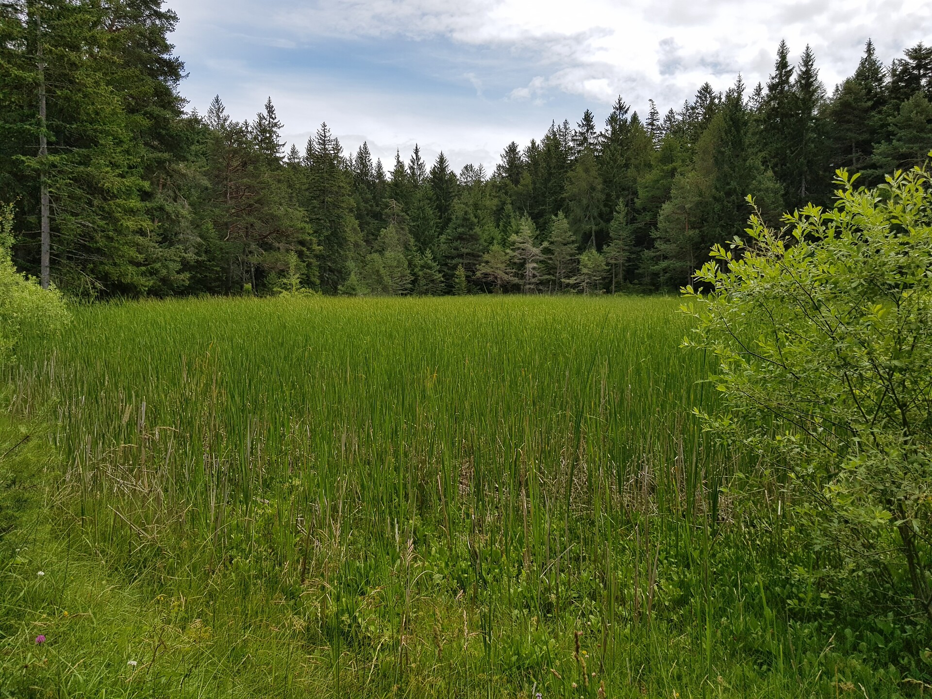 Meadows