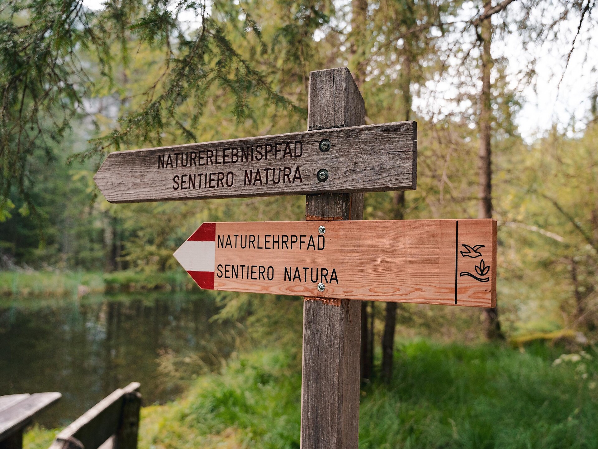 Naturerlebniswanderung von Niederrasen über das Wasserwaldile zum Biotop Rasner Möser - Dolomitenregion Kronplatz - #11 - suedtirol.info