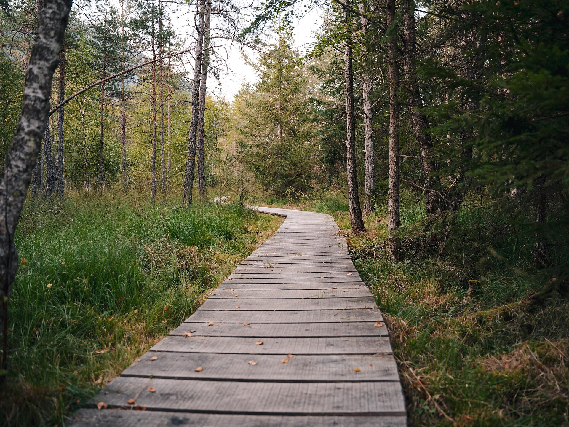 Naturerlebniswanderung von Niederrasen über das Wasserwaldile zum Biotop Rasner Möser - Dolomitenregion Kronplatz - #13 - suedtirol.info