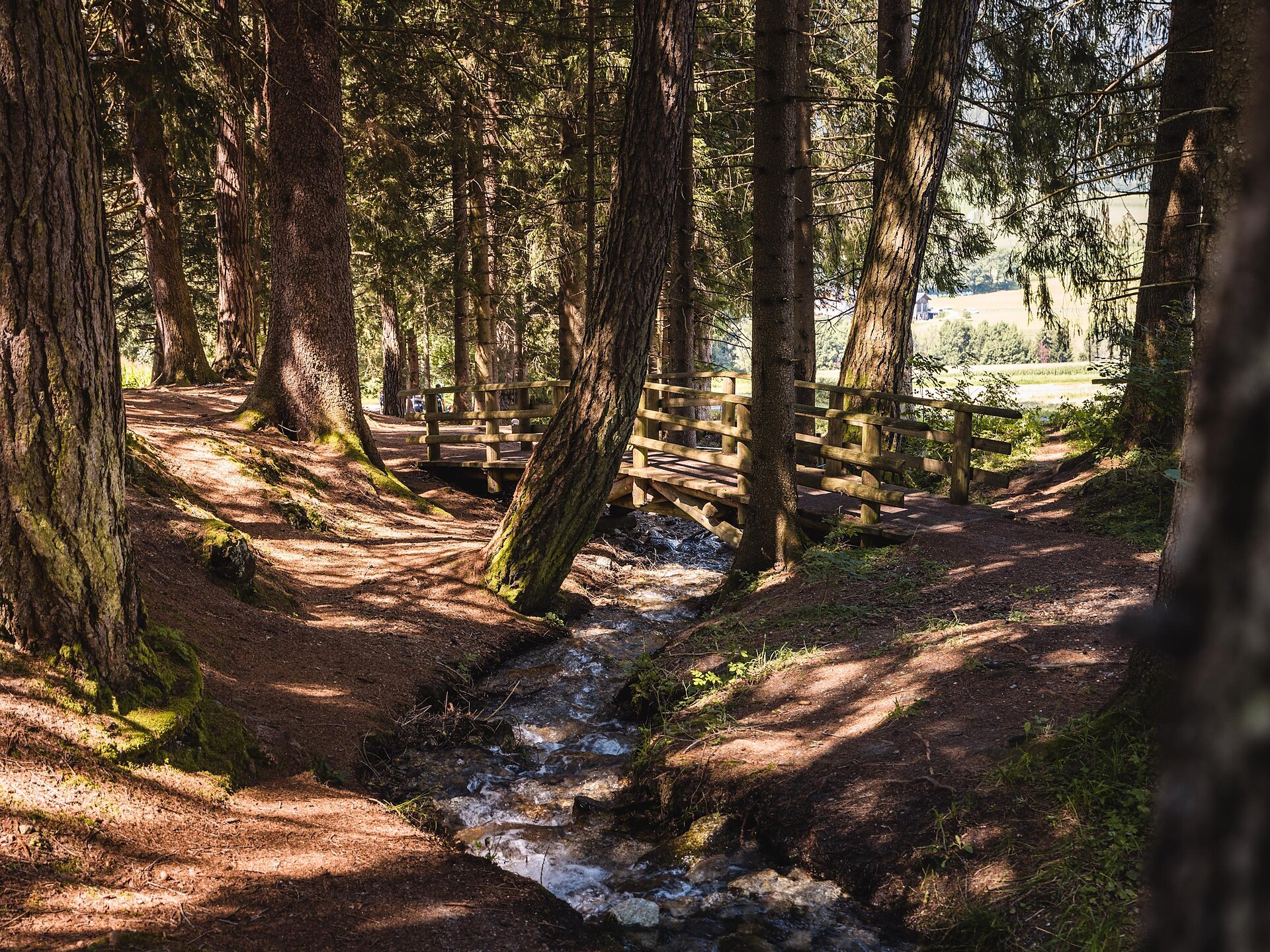 Naturerlebniswanderung von Niederrasen über das Wasserwaldile zum Biotop Rasner Möser - Dolomitenregion Kronplatz - #5 - suedtirol.info