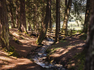 Naturerlebniswanderung von Niederrasen über das Wasserwaldile zum Biotop Rasner Möser - Rasen-Antholz - #5 - suedtirol.info