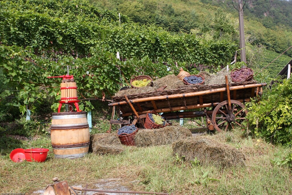 weinlehrpfad