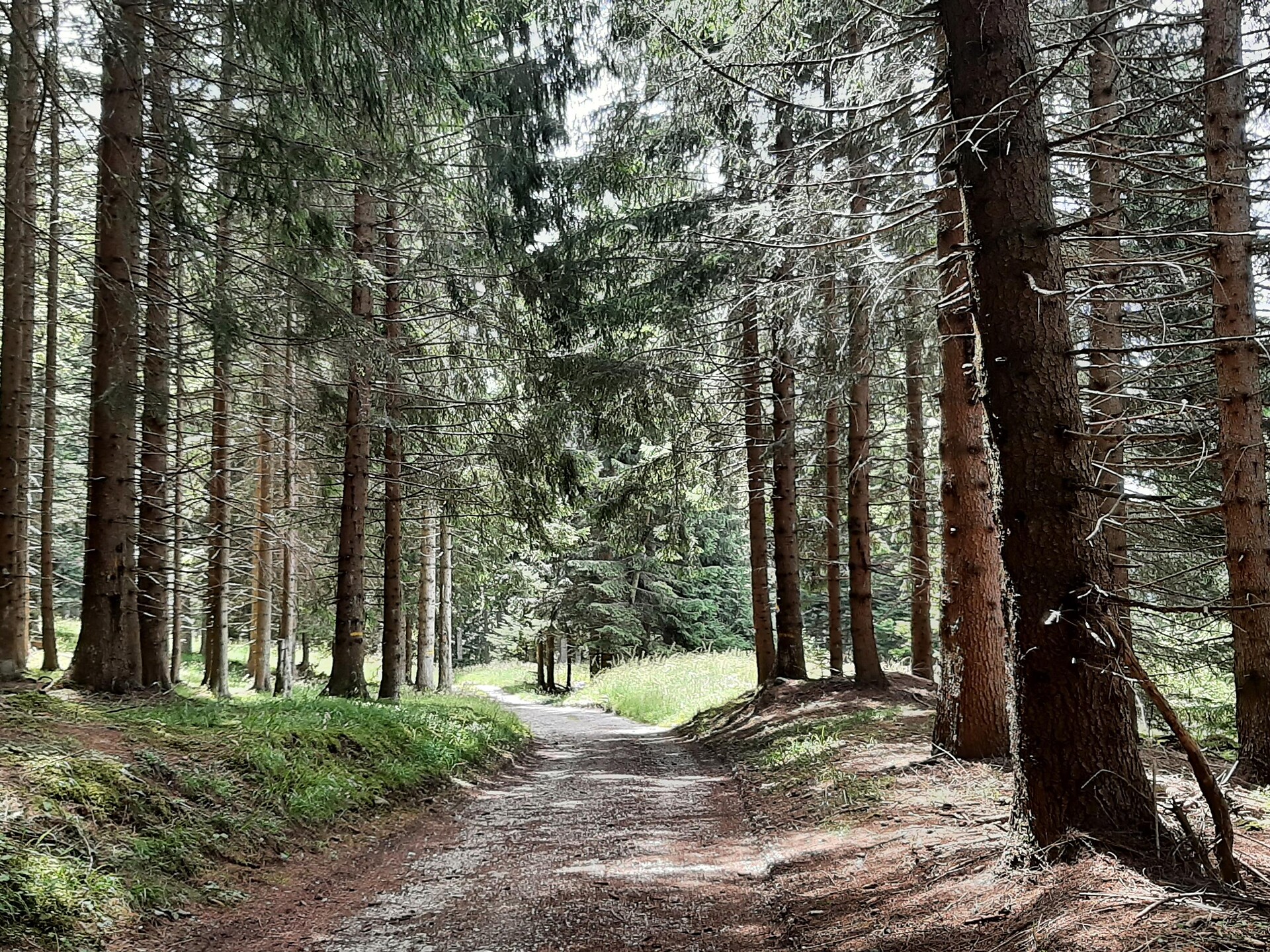 Nörderberger Hochwald