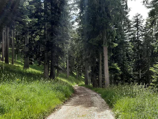 Nörderberger Hochwald-Wanderung - Algund - #6 - suedtirol.info