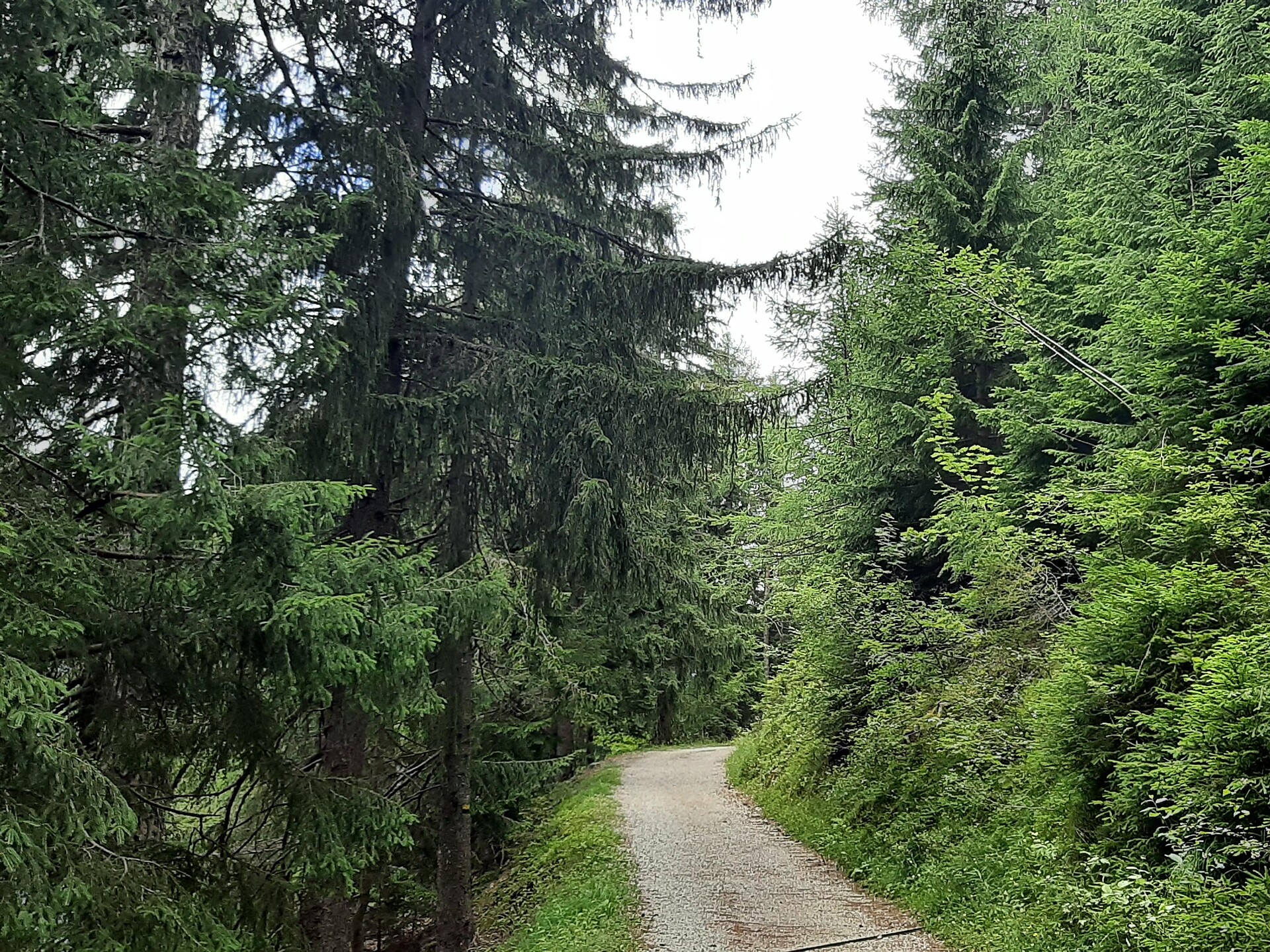 Nörderberger Hochwald