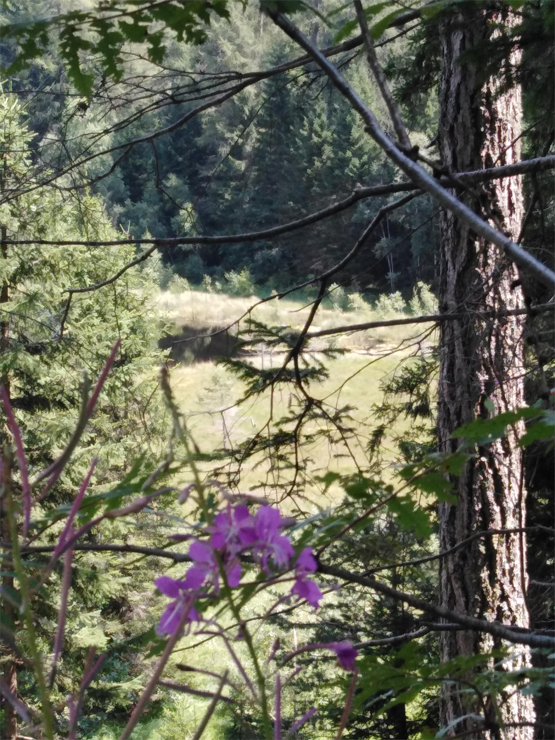Giro del Parco Naturale Monte Corno Trodena 4 suedtirol.info
