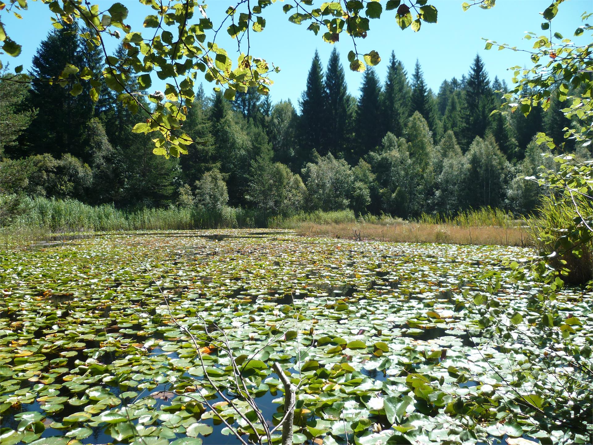 Giro del Parco Naturale Monte Corno Trodena 6 suedtirol.info
