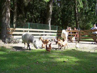 Niederdorf - Minizoo Camping Olympia - Bad Maistatt - Niederdorf -  - #1 - suedtirol.info