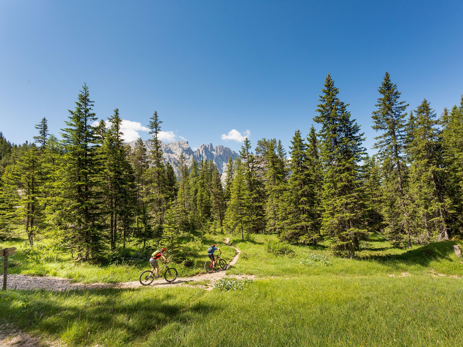 Latemar forest