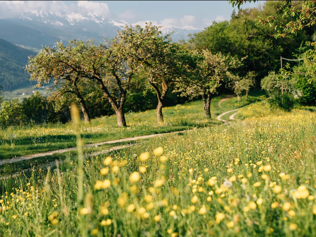 Oberplars - Saxner Weg - Vellau - Kienegger Weg - Oberplars