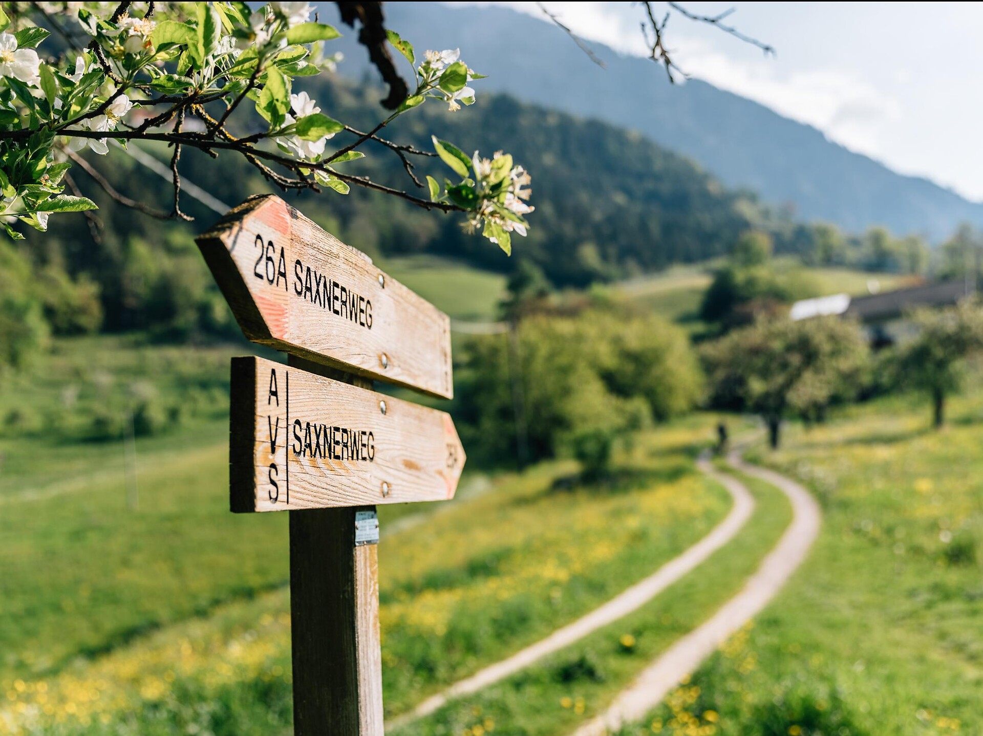 Oberplars - Saxner Weg - Vellau - Kienegger Weg - Oberplars - Meran und Umgebung - #3 - suedtirol.info