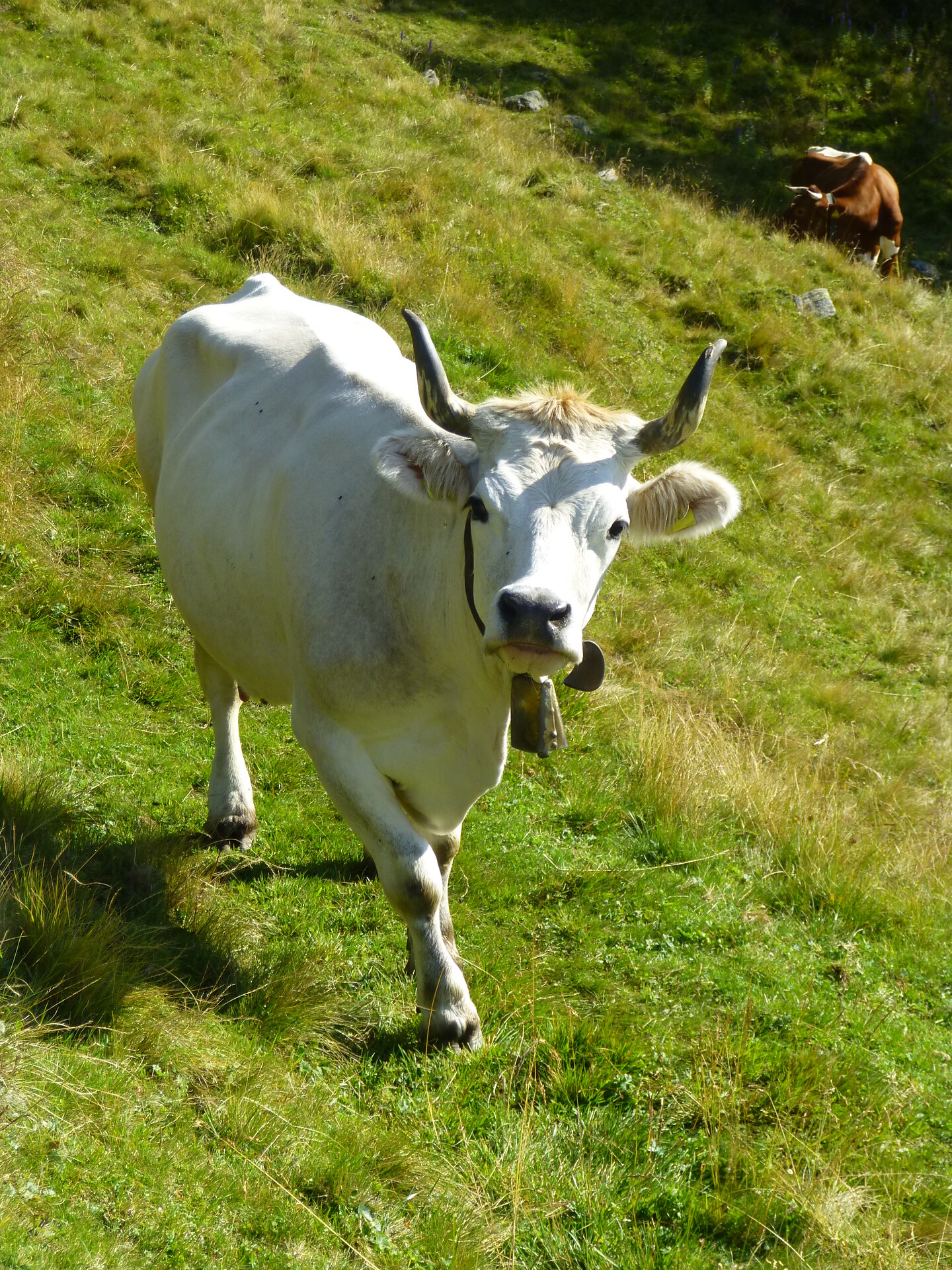 Malga Mair