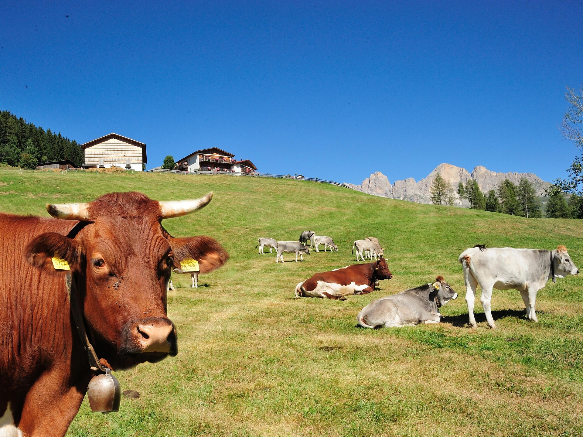 Malga Stadl Alm
