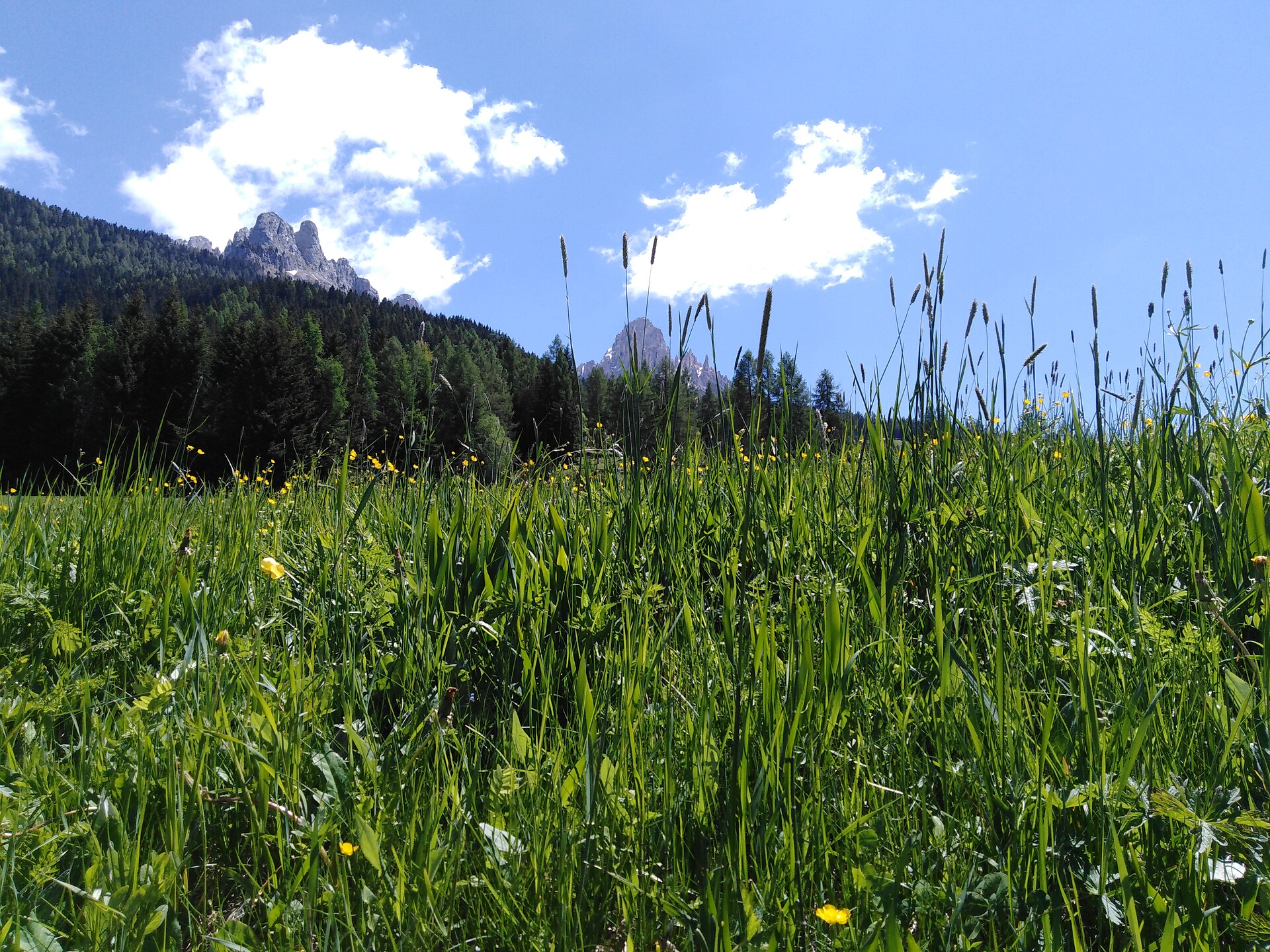Prati montani ai piedi del Latemar