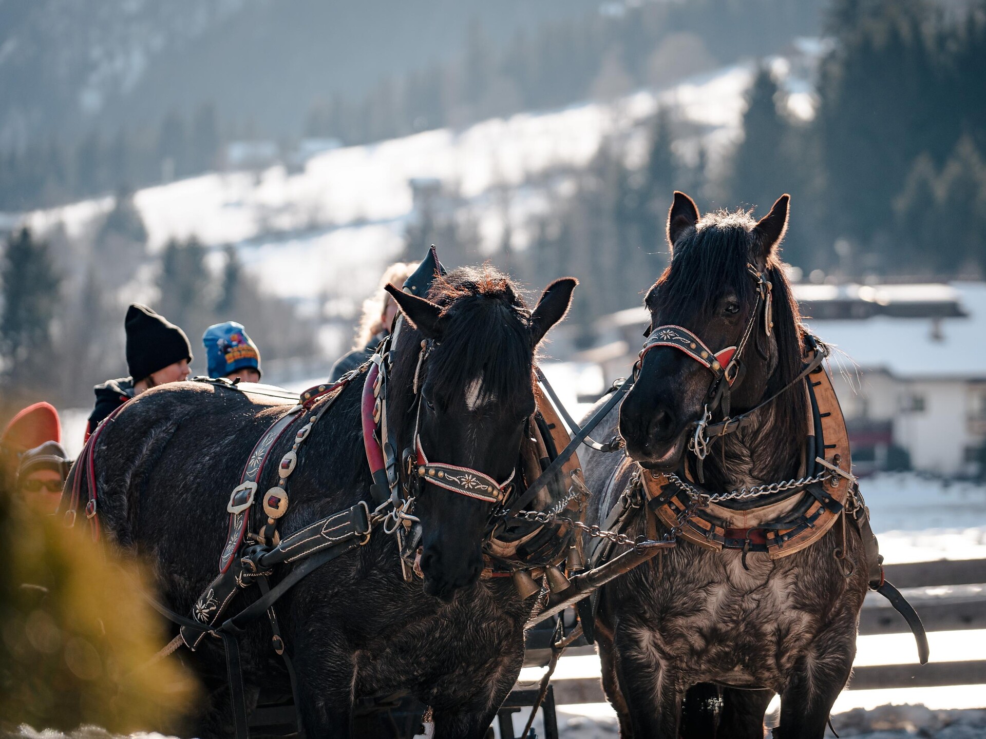Gite in slitta trainata da cavalli ad Anterselva di Mezzo - Regione dolomitica Plan de Corones - #2 - suedtirol.info