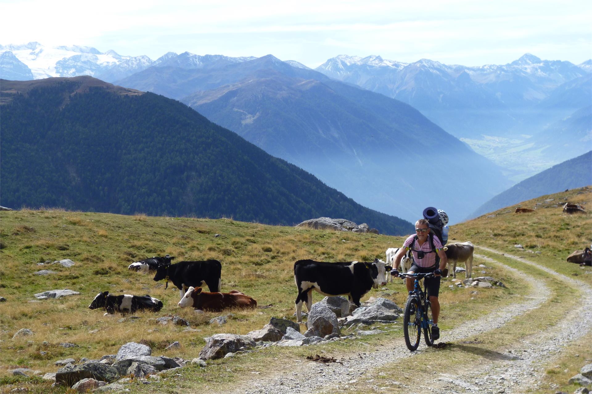 Tour alla Malga di Planol Malles 1 suedtirol.info