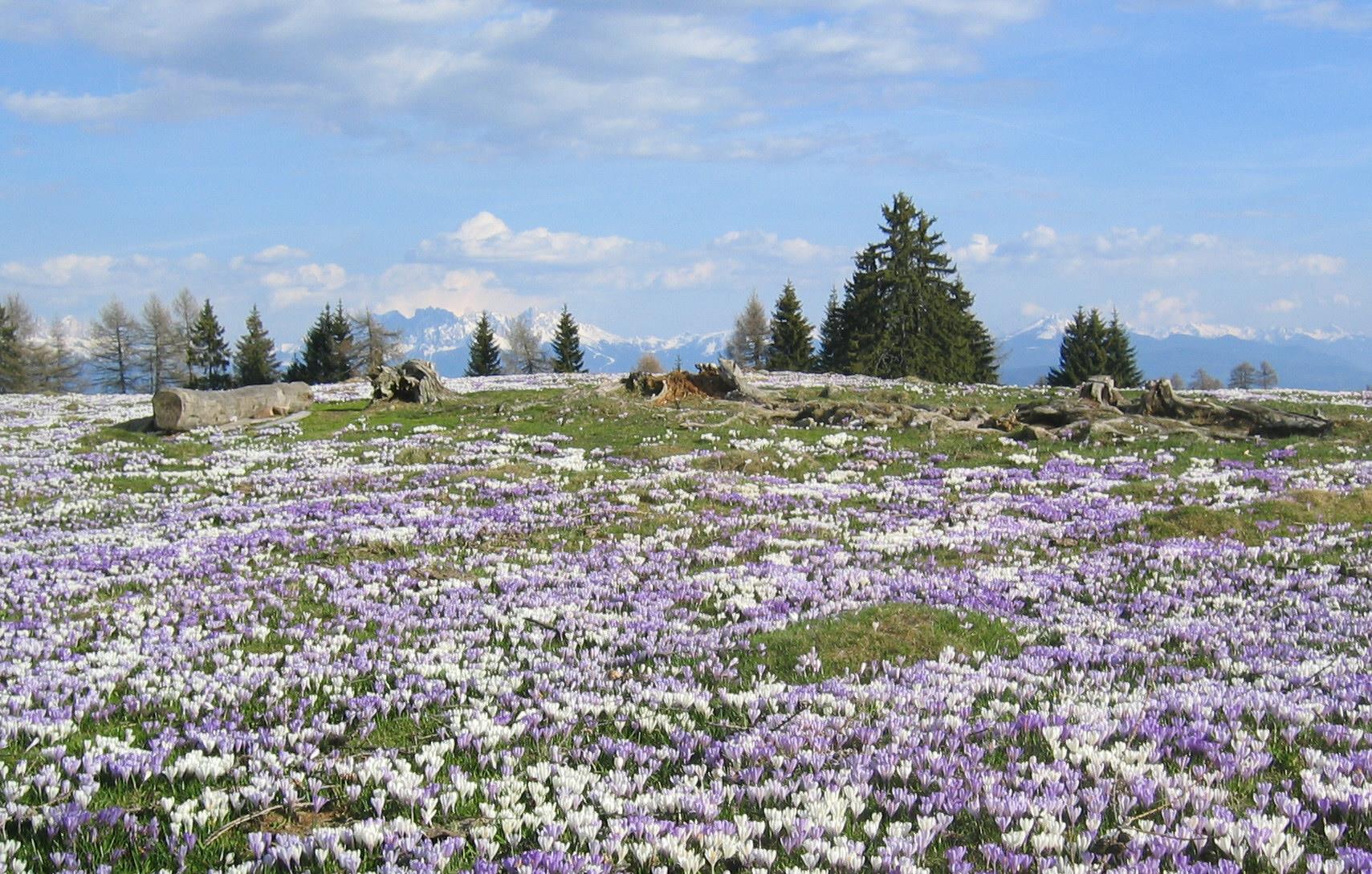 Parcheggio Kircheben - Malga Sattlerhütte Meltina 2 suedtirol.info