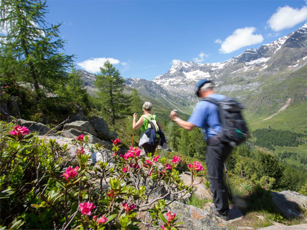 Panoramic trail in Pfelders/Plan Moos in Passeier/Moso in Passiria 1 suedtirol.info