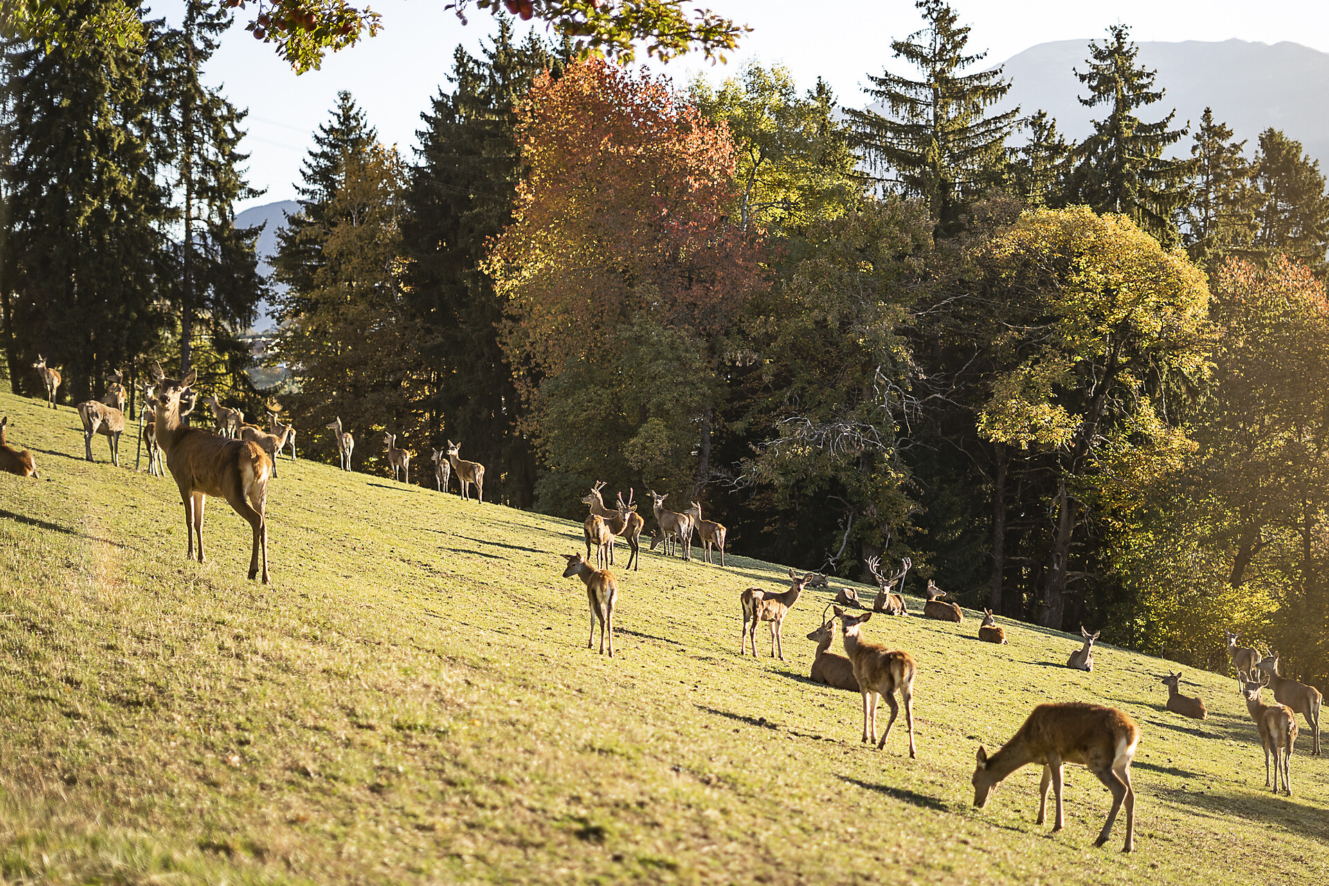 Sentiero panoramico a Velturno - Bressanone e dintorni - #1 - suedtirol.info
