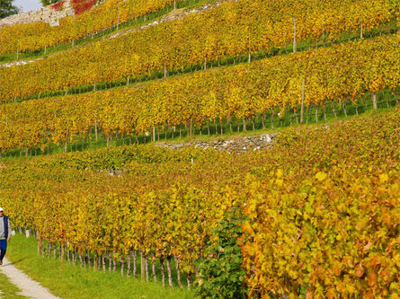 Sentiero del vino di Monteponente  1 suedtirol.info