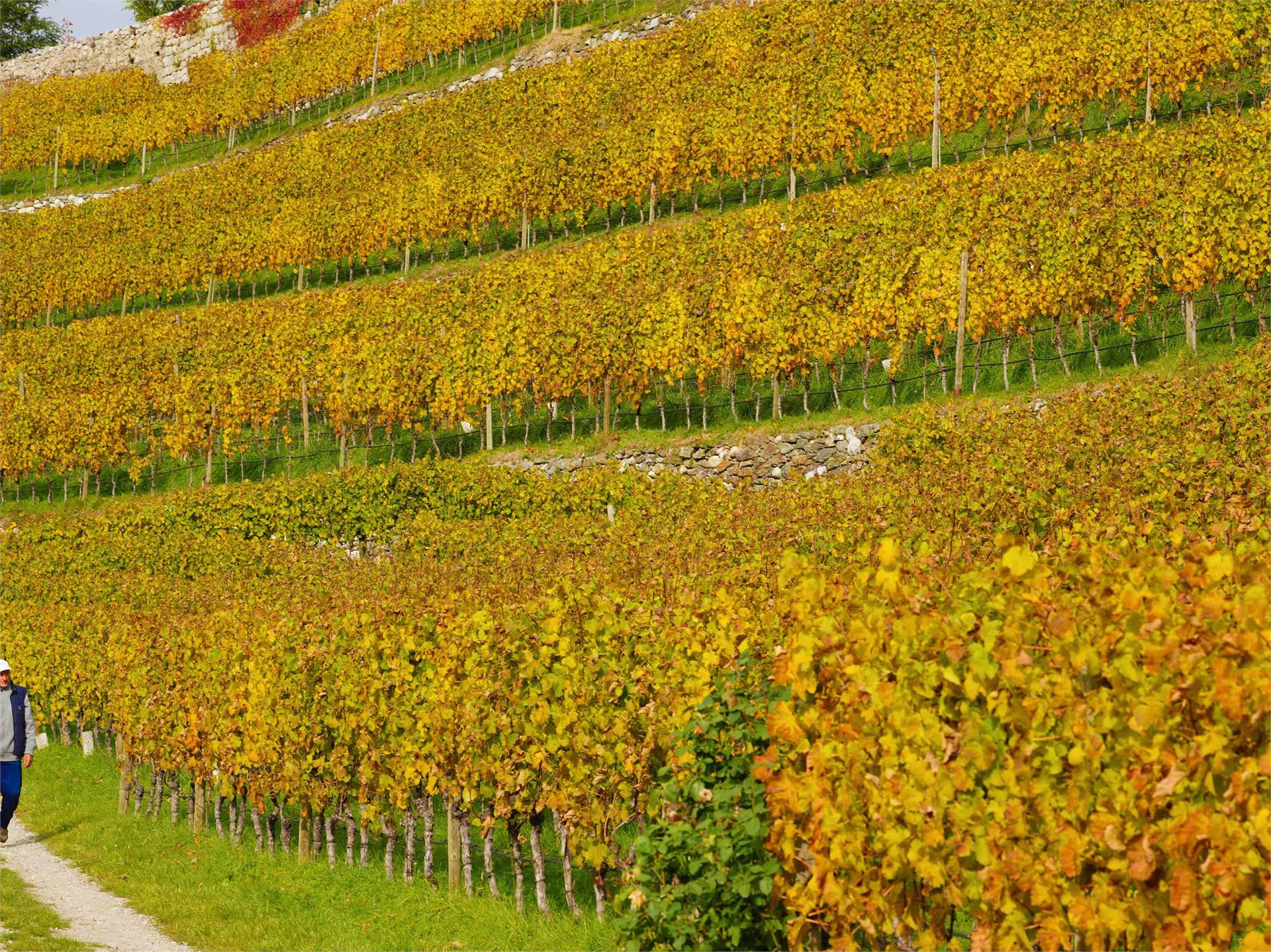 Wine Trail Monteponente  1 suedtirol.info