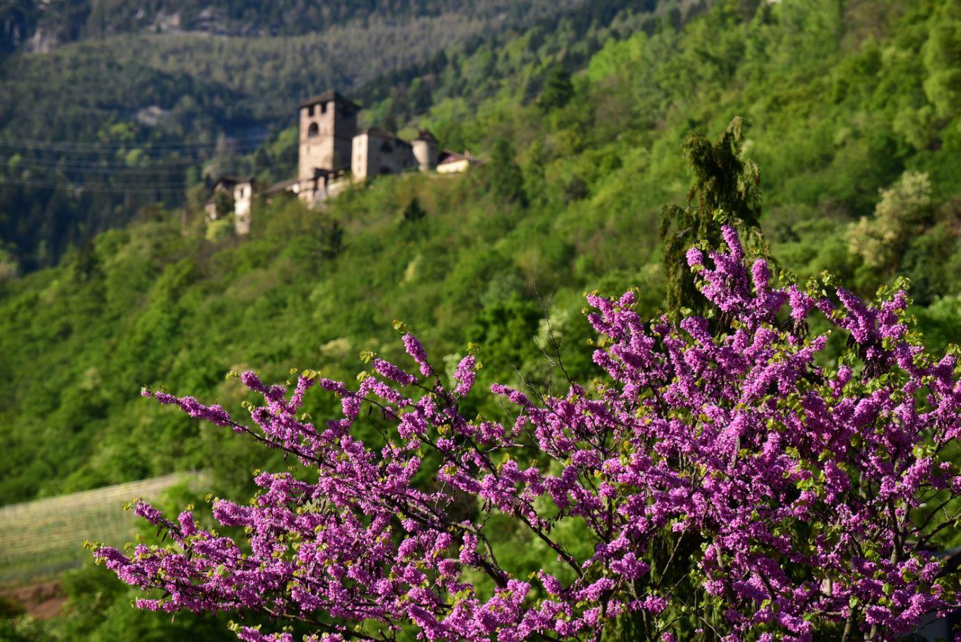 Pitzoner circular route Nals/Nalles 2 suedtirol.info
