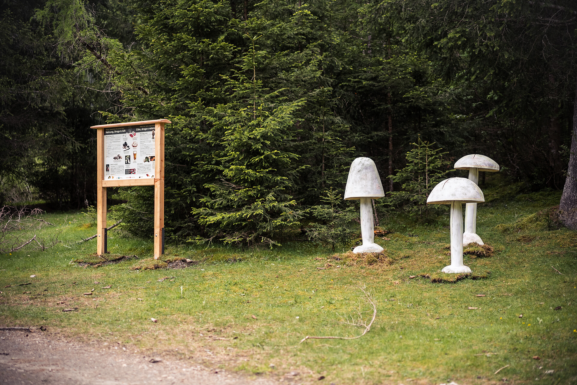 Sentiero dei funghi in Val di Vizze