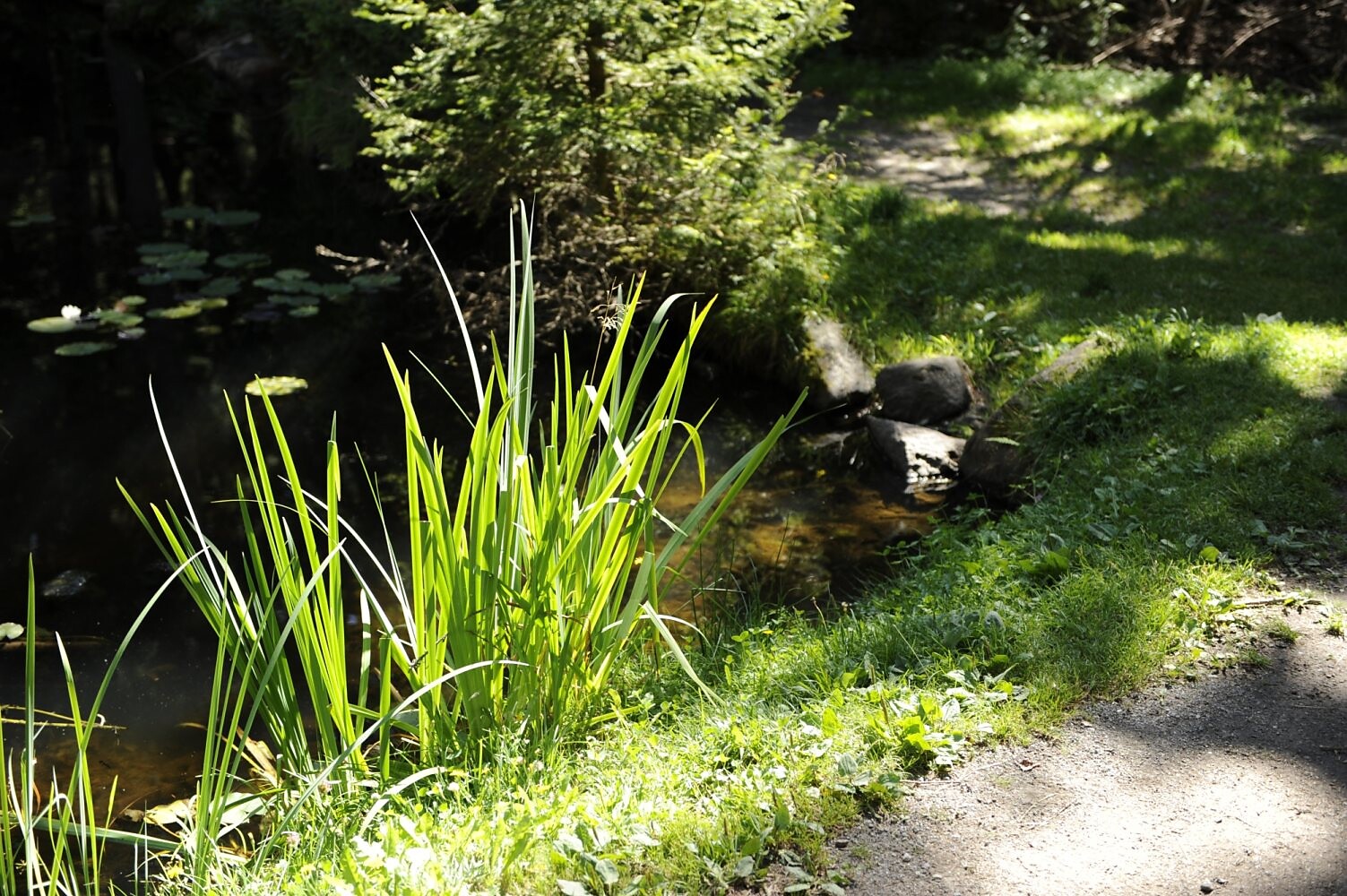 Trail Running