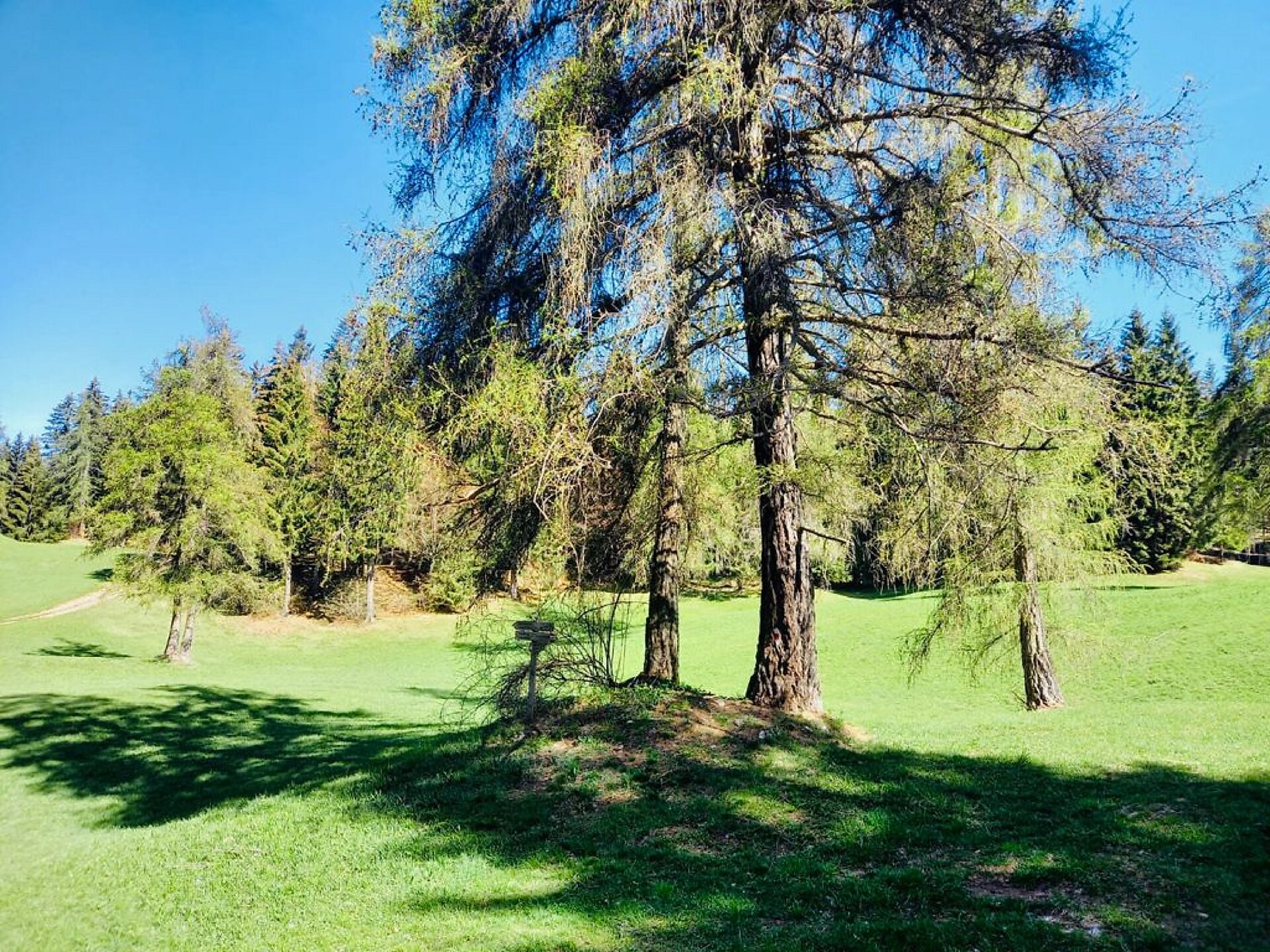 Großwiese