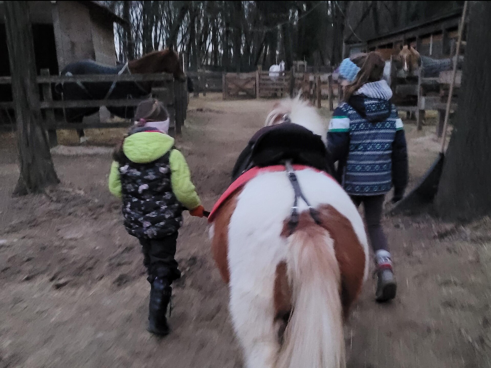 Pony