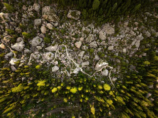 Rundwanderung vom Parkplatz Paolina ins Felslabyrinth des Latemar - Welschnofen - #2 - suedtirol.info