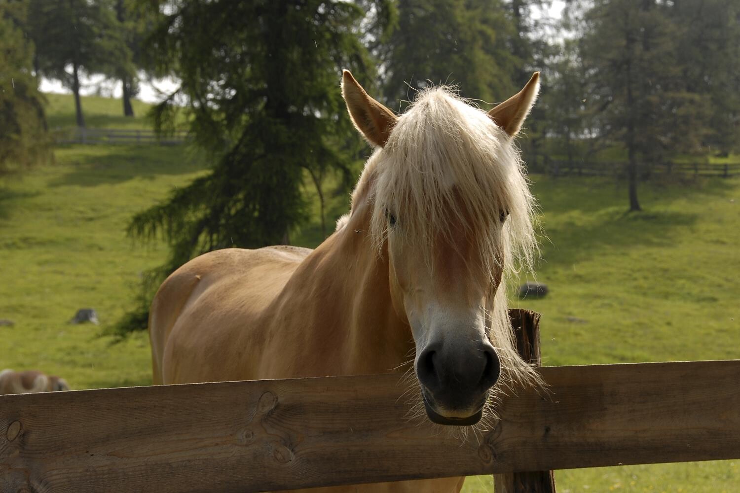 The horse "Haflinger"