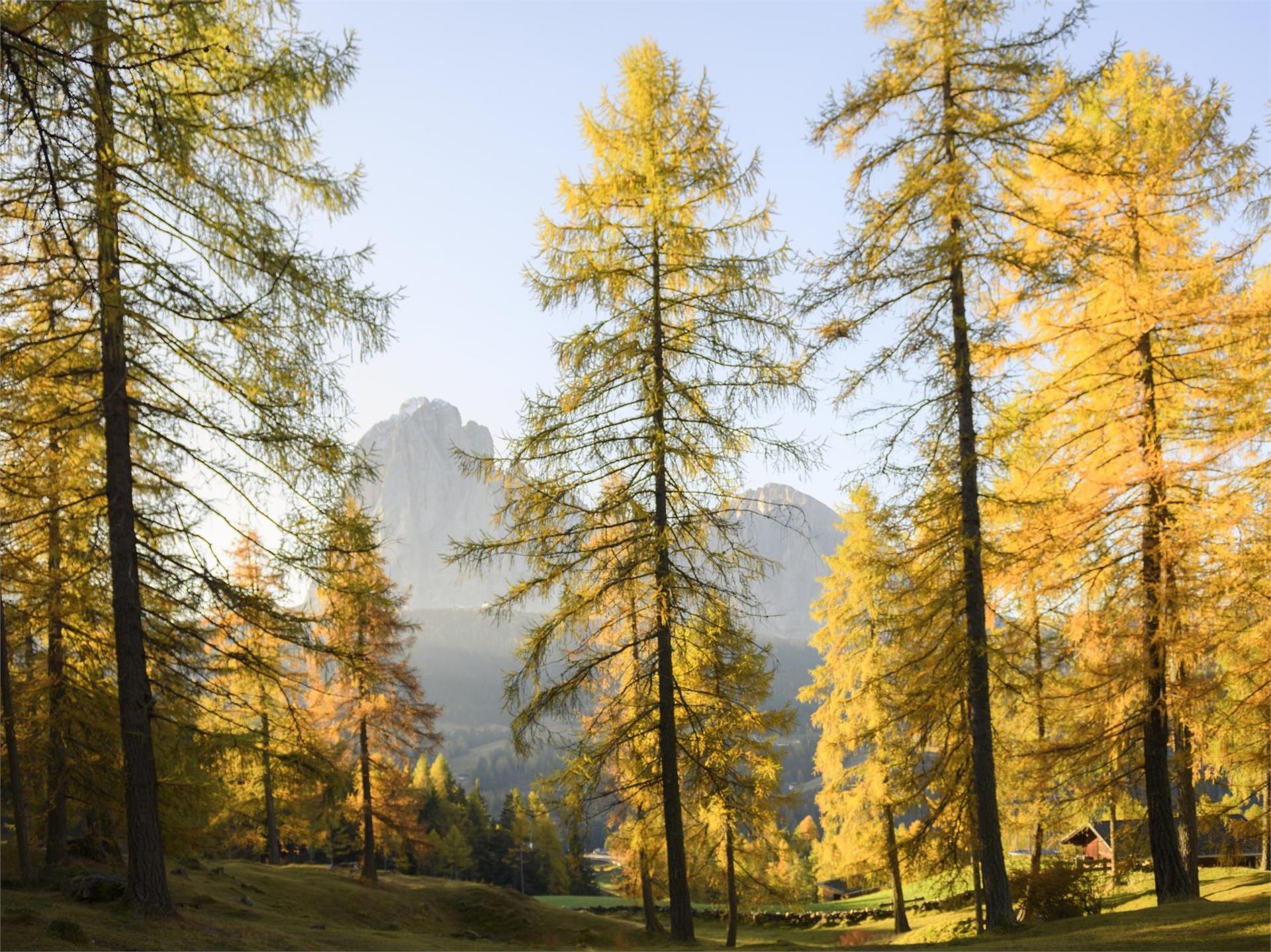 Percorso dei masi tradizionali Santa Cristina Val Gardena 2 suedtirol.info