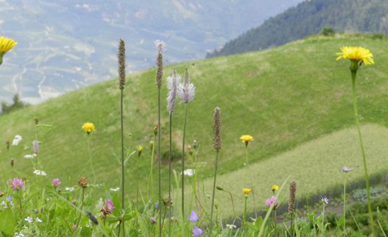 Round trip Rabland/Rablà - farms of Quadrat/Quadrato - Töll/Tel Partschins/Parcines 2 suedtirol.info
