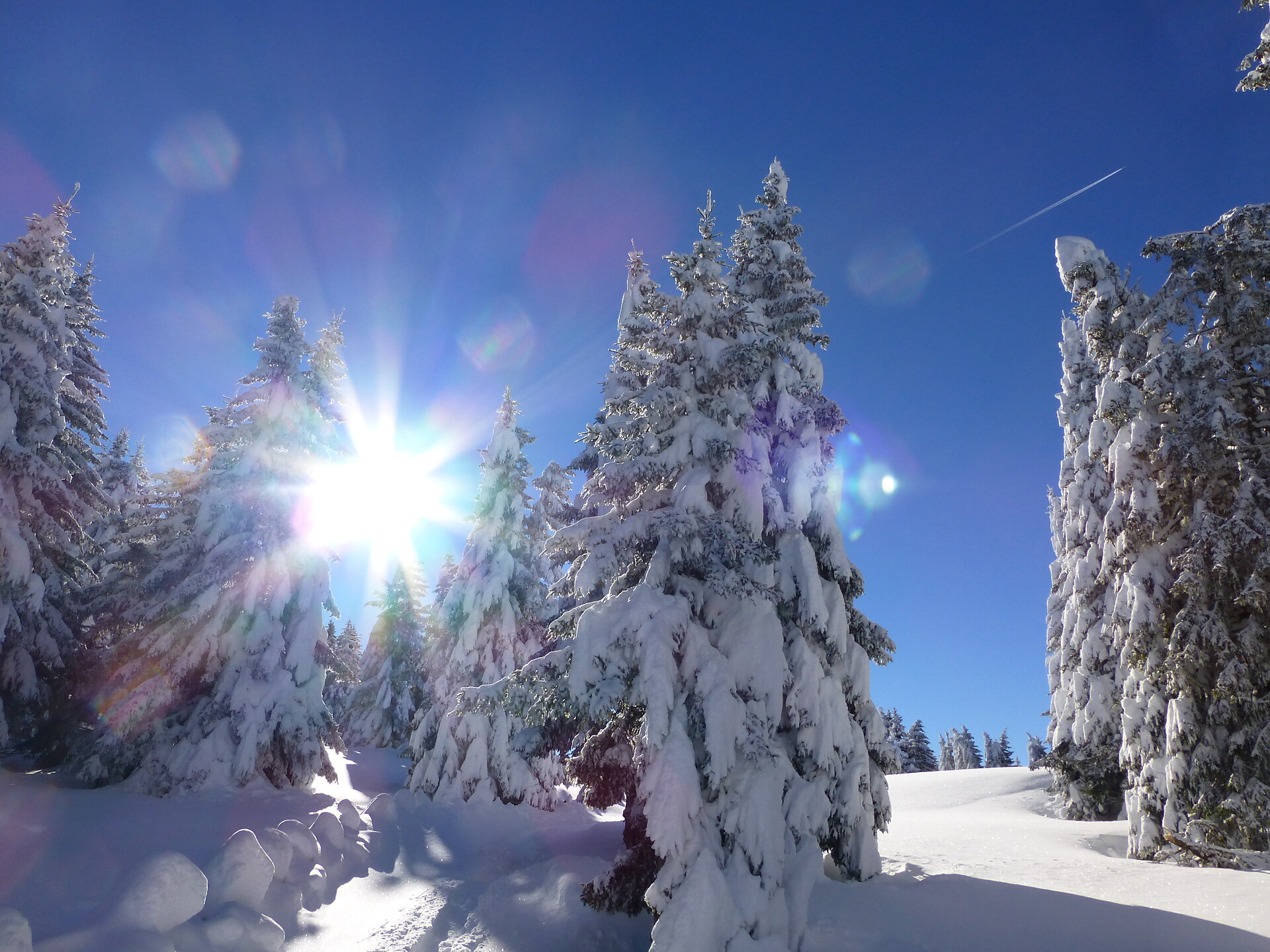 Nel silenzio del bosco Lana 3 suedtirol.info