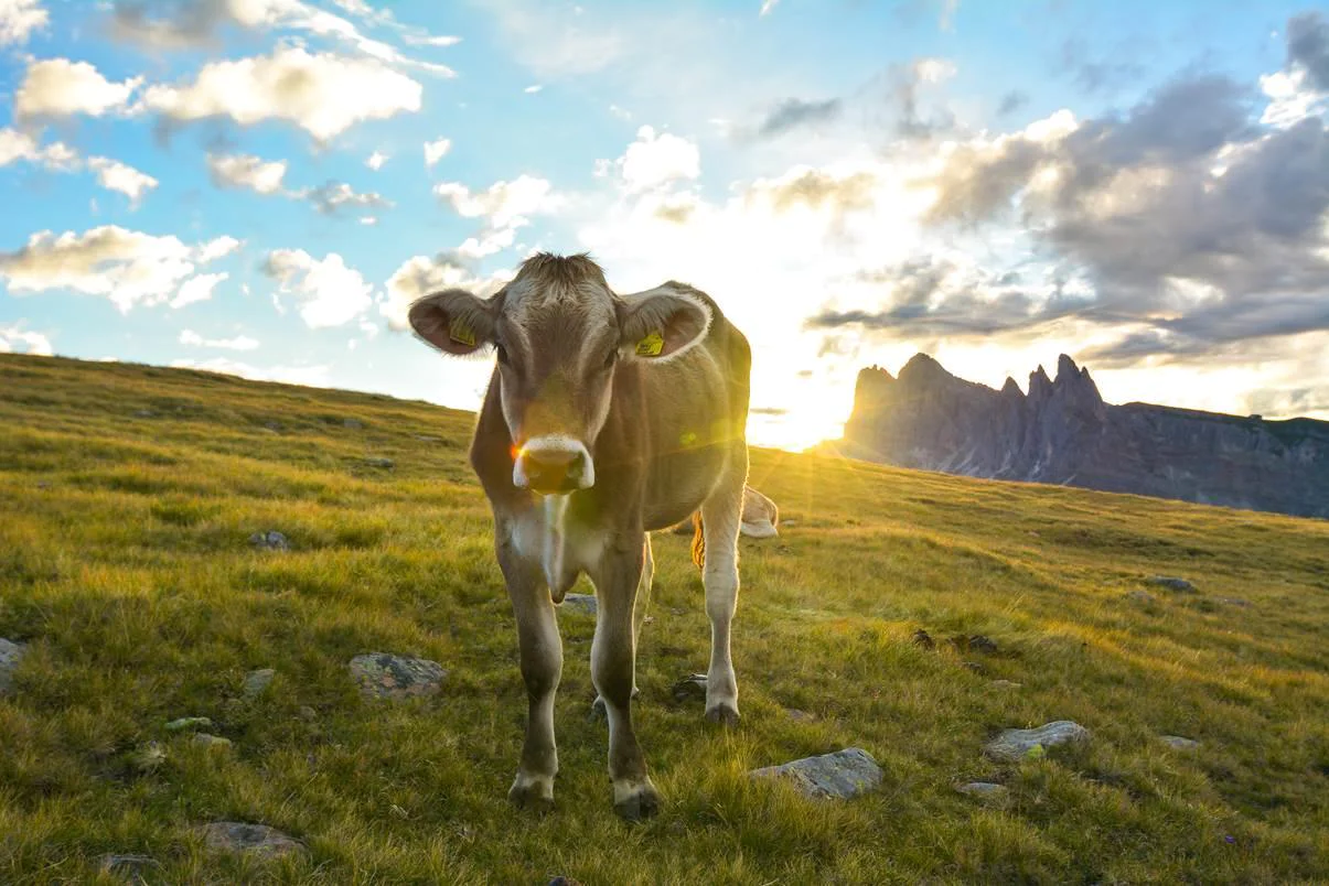Escursione al Resciesa Ortisei 7 suedtirol.info