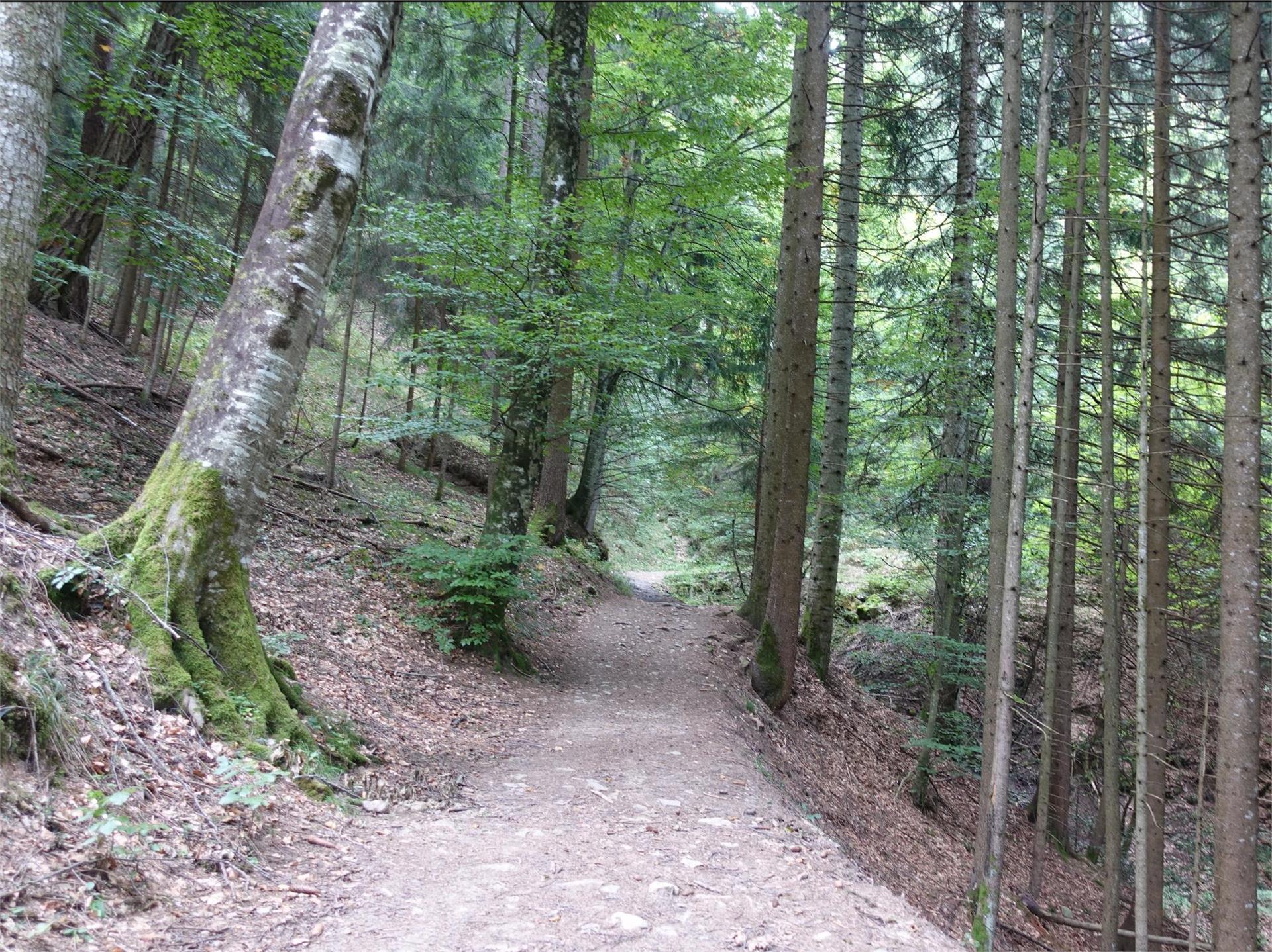 Percorso circolare fino a Grissiano e Sirmiano Tisens/Tesimo 3 suedtirol.info