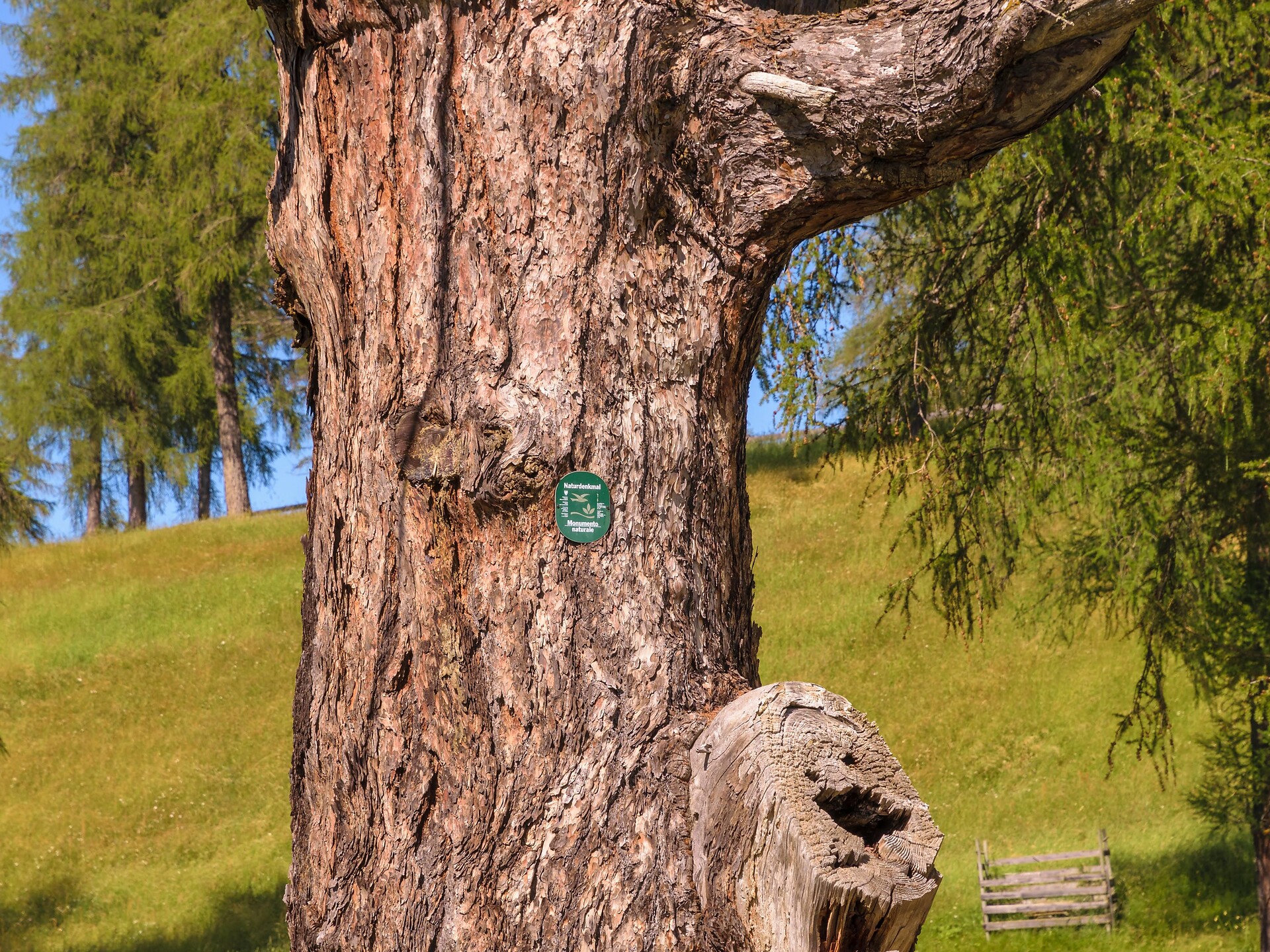 Ancient larch tree