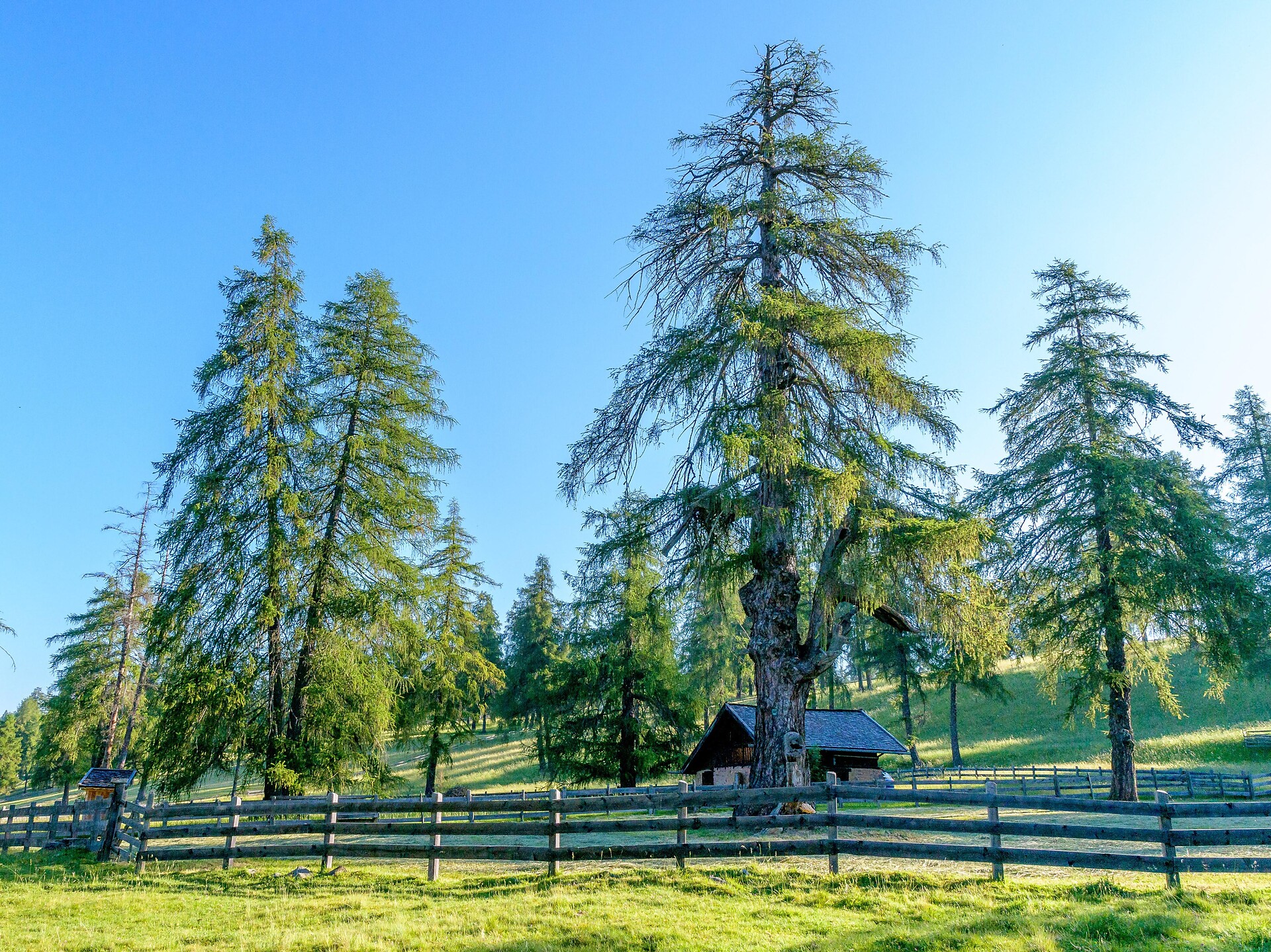 Ancient larch tree