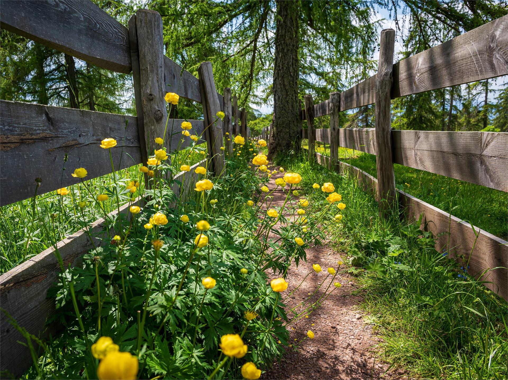 Rundweg: Jenesien - Gschnofer Stall - Urlärche Jenesien 1 suedtirol.info