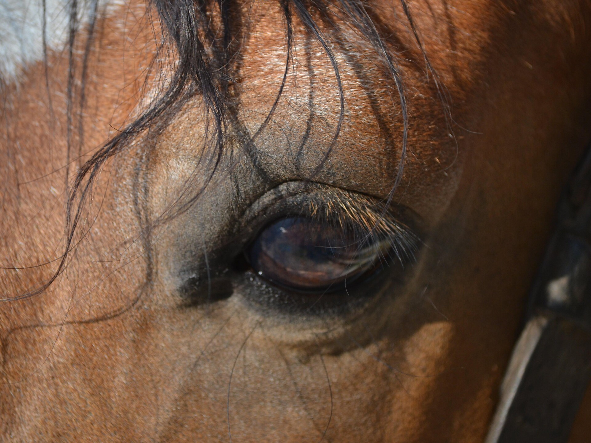 Cavallo