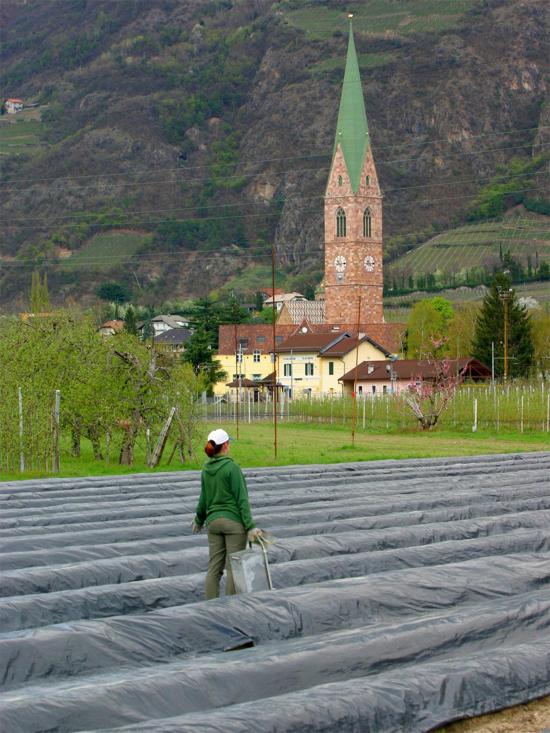 Bicycle ride through asparagus fields and blossoming apple orchards Terlan/Terlano 1 suedtirol.info